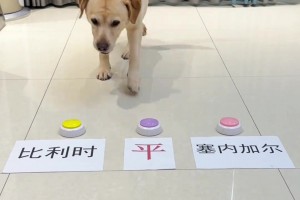 網(wǎng)上很準(zhǔn)的狗子第六感預(yù)測(cè)世界杯